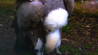 Etrafa bakınan kuşlara yaklaş.