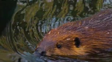 Etrafta dolaşan kunduzların etrafını kapatın.