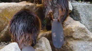 Etrafta dolaşan kunduzların etrafını kapatın.