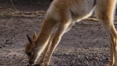 Güneşli bir günde Vicuna Lama 'ya yakın