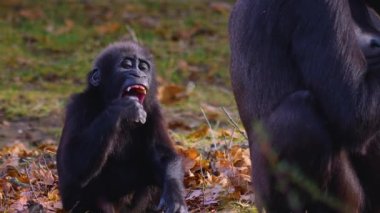  Gorillere yaklaş, otur, çiğne ve ara.