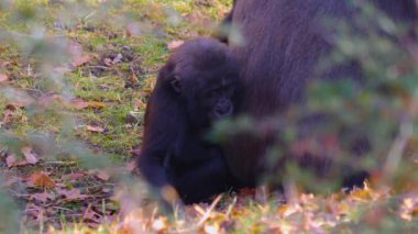  Gorillere yaklaş, otur, çiğne ve ara.