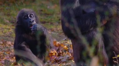  Gorillere yaklaş, otur, çiğne ve ara.