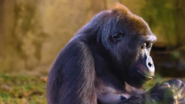  Gorillere yaklaş, otur, çiğne ve ara.