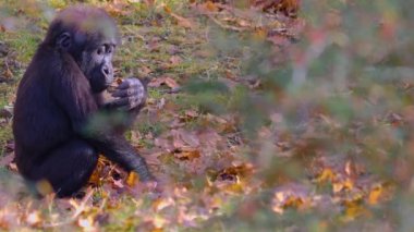  Gorillere yaklaş, otur, çiğne ve ara.
