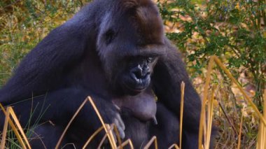  Gorillere yaklaş, otur, çiğne ve ara.