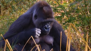 Gorillere yaklaş, otur, çiğne ve ara.