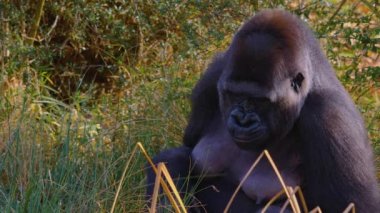  Gorillere yaklaş, otur, çiğne ve ara.