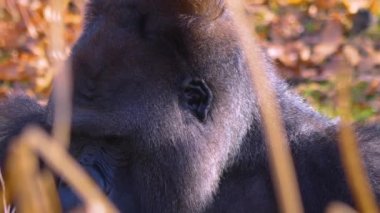  Gorillere yaklaş, otur, çiğne ve ara.