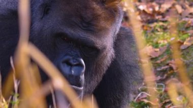  Gorillere yaklaş, otur, çiğne ve ara.