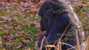  Gorillere yaklaş, otur, çiğne ve ara.