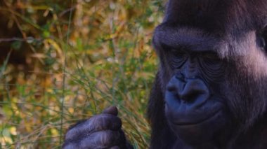  Gorillere yaklaş, otur, çiğne ve ara.