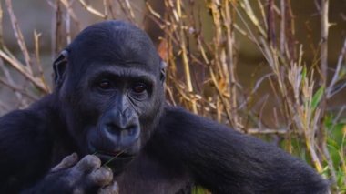  Gorillere yaklaş, otur, çiğne ve ara.