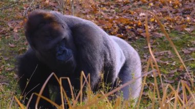  Gorillere yaklaş, otur, çiğne ve ara.