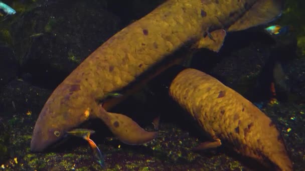 Nahaufnahme Von Fischen Unter Wasser — Stockvideo