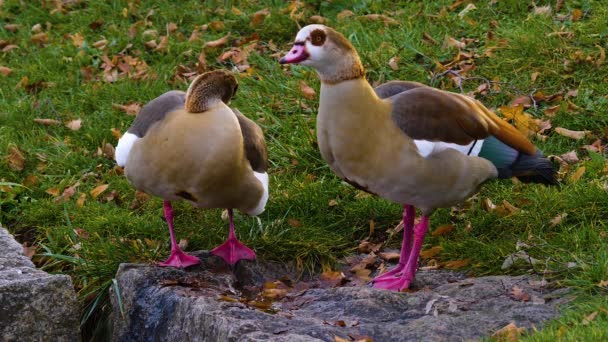 Gros Plan Oiseau Regardant Autour — Video