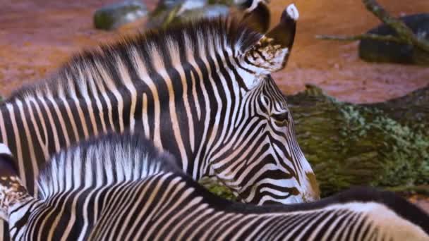 Zblízka Zebra — Stock video