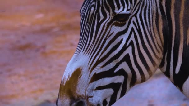 Zblízka Zebra — Stock video