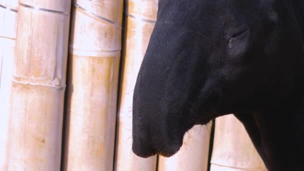 Close Tapir Head Moving — Stockvideo