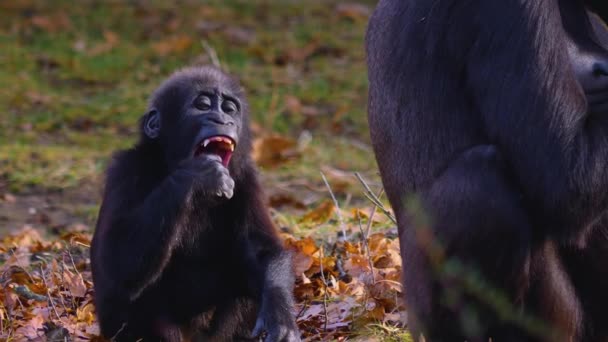 Close Gorila Sentado Mastigando Procurando — Vídeo de Stock