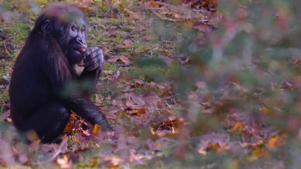 Close Gorilla Sitting Chewing Searching — Stockvideo