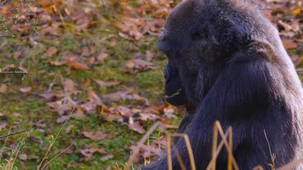 Närbild Gorilla Sitter Runt Tugga Och Söka — Stockvideo