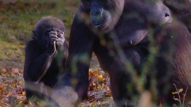 Közelkép Gorilla Körül Rágás Keresés — Stock videók