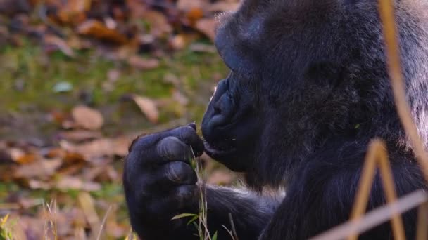 Gros Plan Gorille Assis Mâchant Cherchant — Video