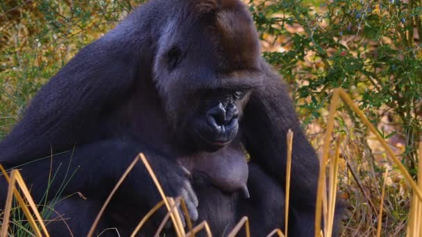 Primo Piano Gorilla Seduto Intorno Masticare Cercare — Video Stock