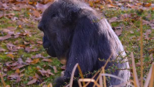 Zblízka Gorila Sedí Kolem Žvýká Hledá — Stock video