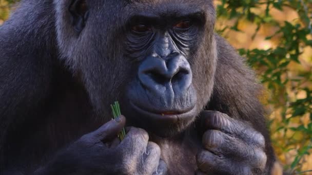 Närbild Gorilla Sitter Runt Tugga Och Söka — Stockvideo