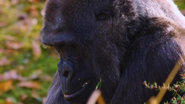 Close Gorilla Sitting Chewing Searching — Stockvideo