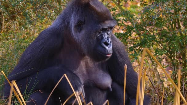 Nahaufnahme Eines Gorillas Der Herumsitzt Kaut Und Sucht — Stockvideo