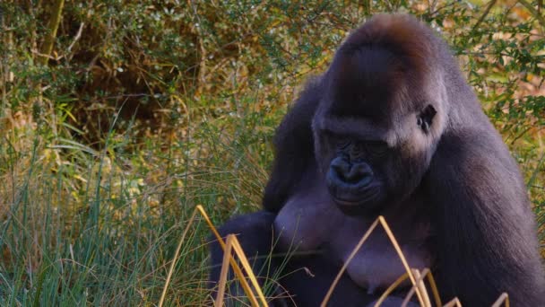 Close Gorilla Sitting Chewing Searching — 图库视频影像