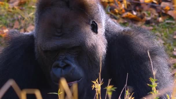 Primer Plano Del Gorila Sentado Masticando Buscando — Vídeo de stock