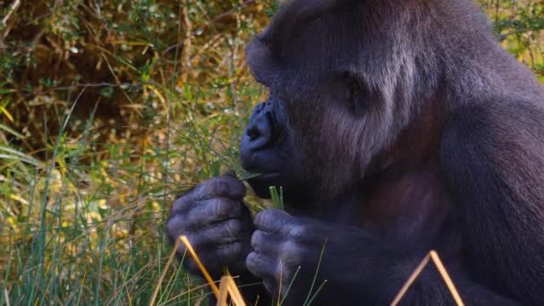 Close Gorilla Sitting Chewing Searching — стоковое видео