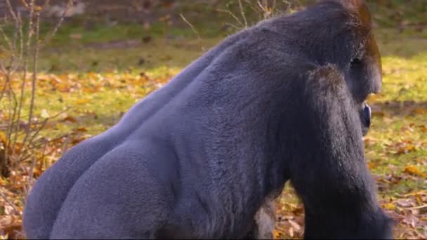 Close Gorilla Sitting Chewing Searching — стоковое видео