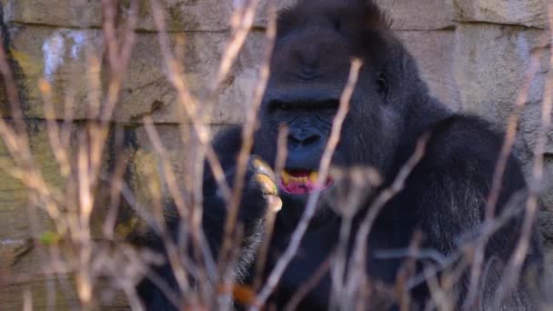Primo Piano Gorilla Seduto Intorno Masticare Cercare — Video Stock
