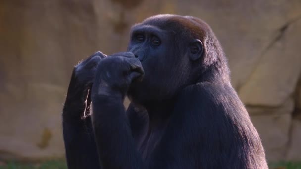 Close Gorilla Sitting Chewing Searching — 图库视频影像