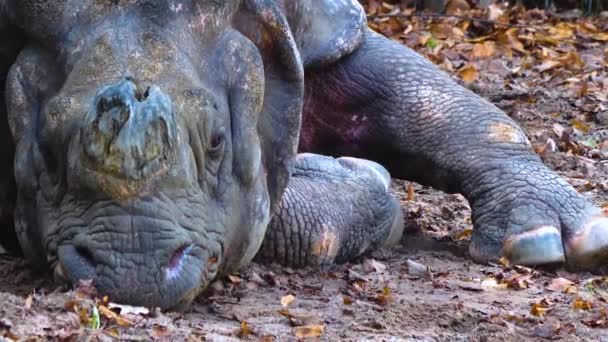 Close Rhino Relaxing — Stock Video