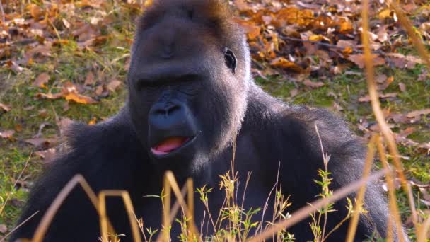 Nahaufnahme Eines Gorillas Der Herumsitzt Kaut Und Sucht — Stockvideo