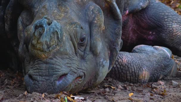 Close Rhino Relaxing — Vídeo de Stock