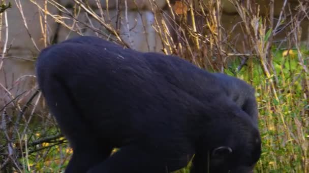 Nahaufnahme Eines Gorillas Der Herumsitzt Kaut Und Sucht — Stockvideo