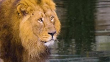 Erkek aslana yaklaş.