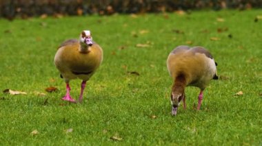 Güneşli bir bahar gününde hareket eden kuşlara yakın..