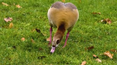 Güneşli bir bahar gününde hareket eden kuşlara yakın..