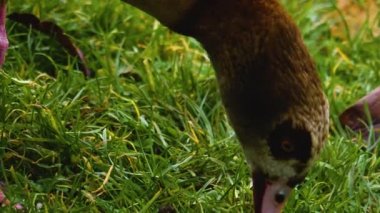 Güneşli bir bahar gününde hareket eden kuşlara yakın..