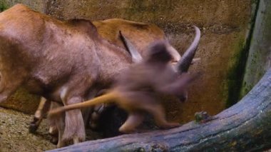 Yazın dağ keçisini kapat..