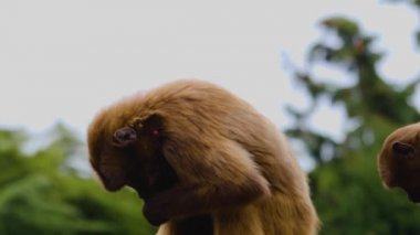 Kanayan iki maymuna yaklaşın. 