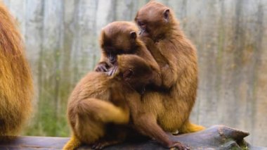 Kanayan iki maymuna yaklaşın. 
